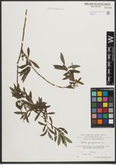 Foto von Salix purpurea L.